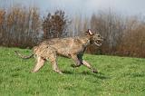 IRISH WOLFHOUND 380